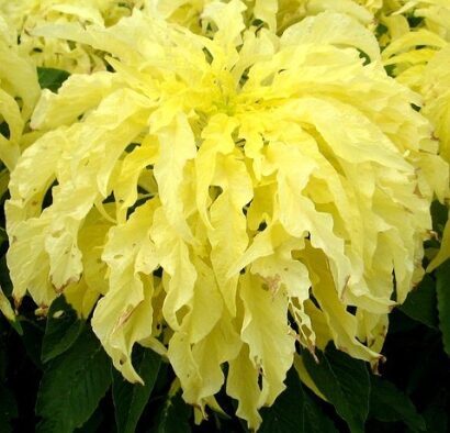 Amarants 'Splendens Yellow'